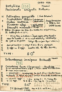 岩田久二雄フィールドノート