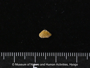 ヤマトミツドモエガイ（二枚貝）