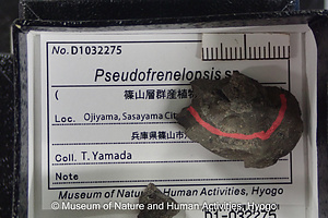 Pseudofrenelopsis sp.