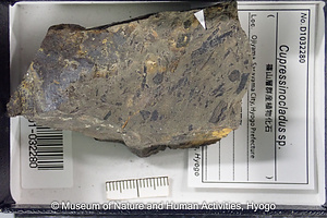 Cupressinocladus sp.