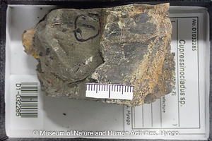 Cupressinocladus sp.