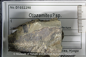 Otozamites? sp.