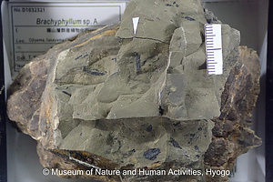 Brachyphyllum sp. A
