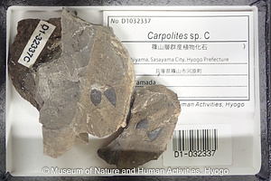 Carpolites sp. C