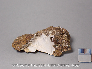 中沸石（蛇骨石）