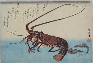 伊勢海老・芝蝦