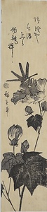 芙蓉にとんぼ