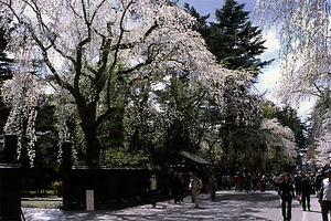 角館町角館（武家町　秋田） かくのだてまち　かくのだて（ぶけまち　あきた）
