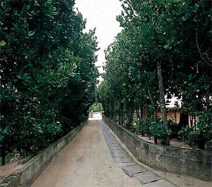 渡名喜村渡名喜島（島の農村集落　沖縄） となきそん　となきじま（しまののうそんしゅうらく　おきなわ）