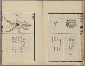 眼科新書（五巻、付録） がんかしんしょ　ごかん、ふろく