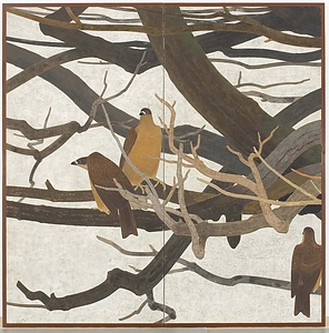 公孫樹 
