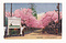 絵葉書（高岡・桜馬場公園）