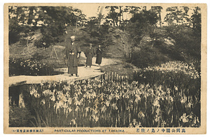 絵葉書「高岡公園中ノ島ノ杜若」