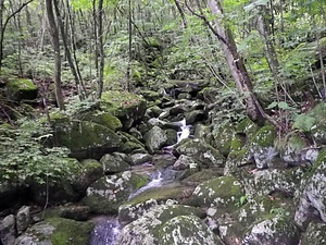 横根山の岩海 よこねやまのがんかい