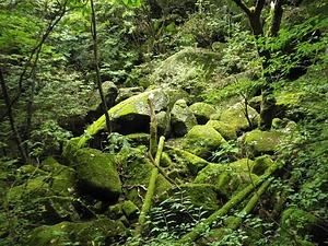 横根山の岩海 よこねやまのがんかい