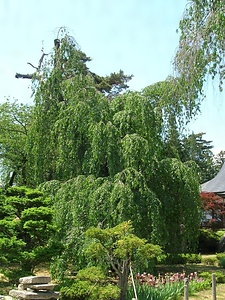 安養寺のシダレザクラ あんようじのしだれざくら