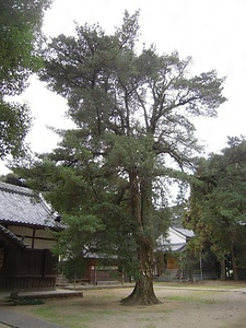 若宮八幡社のイヌマキ