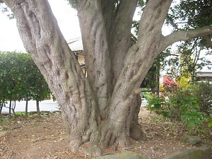 雁田のヒイラギ かりだのひいらぎ