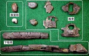 高崎市吉井町産出のジョウモウクジラ化石 たかさきしよしいまちさんしゅつのじょうもうくじらかせき