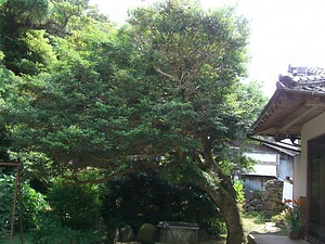 山野のサザンカ やまののさざんか