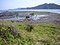 五島八朔鼻の海岸植物
