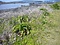五島八朔鼻の海岸植物