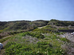 五島八朔鼻の海岸植物 ごとうはっさくばなのかいがんしょくぶつ