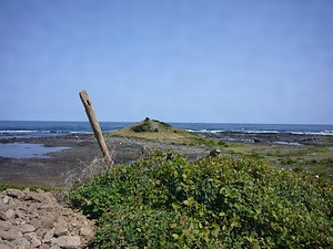 五島八朔鼻の海岸植物 ごとうはっさくばなのかいがんしょくぶつ