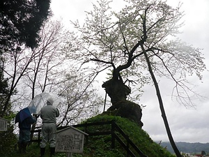 赤坂の薬師ザクラ あかさかのやくしざくら