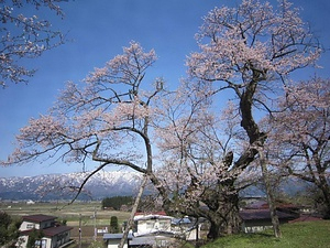 殿入ザクラ