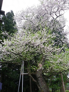 後庵ザクラ ごあんざくら