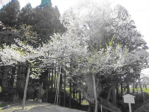 後庵ザクラ