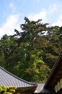 永泉寺のハリモミ ようせんじのはりもみ