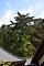 永泉寺のハリモミ