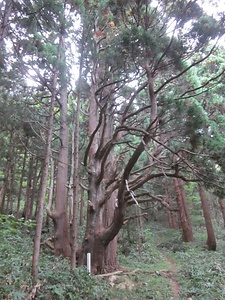 小岩内の姥杉