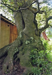 中山寺のモッコク ちゅうざんじのもっこく