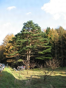 三本松の山の神 さんぼんまつのやまのかみ