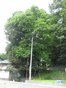 桂水カツラ けいすいかつら