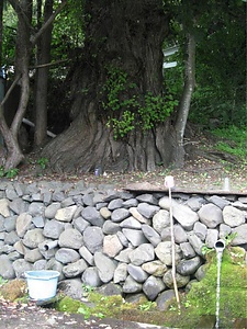 桂水カツラ