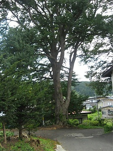 だだっちの木 だだっちのき