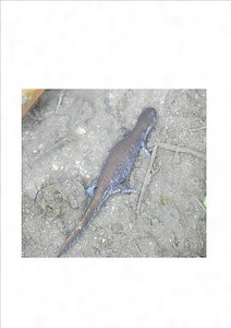 ホクリクサンショウウオ