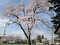 旧青木小学校のエドヒガン