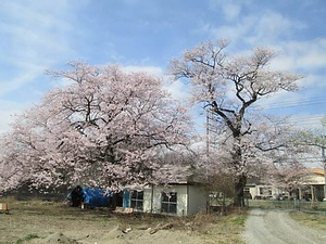 旧青木小学校のエドヒガン きゅうあおきしょうがっこうのえどひがん