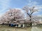 旧青木小学校のエドヒガン
