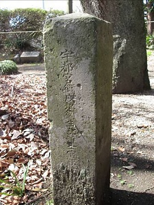 乃木神社のシダレザクラ のぎじんじゃのしだれざくら