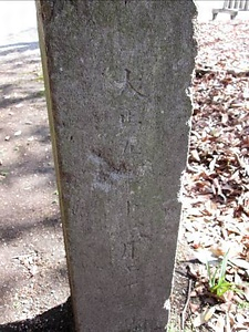 乃木神社のシダレザクラ のぎじんじゃのしだれざくら