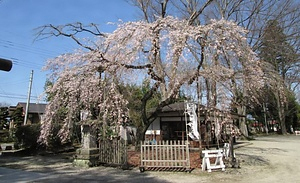 乃木神社のシダレザクラ