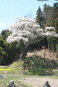 お談様の桜