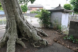 領家町のクロガネモチ りょうけちょうのくろがねもち