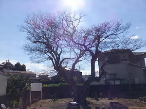 百日紅